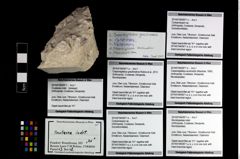 Foto (Objekt + Etikett) von Cracensigillatus acutirostris (Moericke, 1889)  (NHMW-GEO-2014-0194-0971d)
